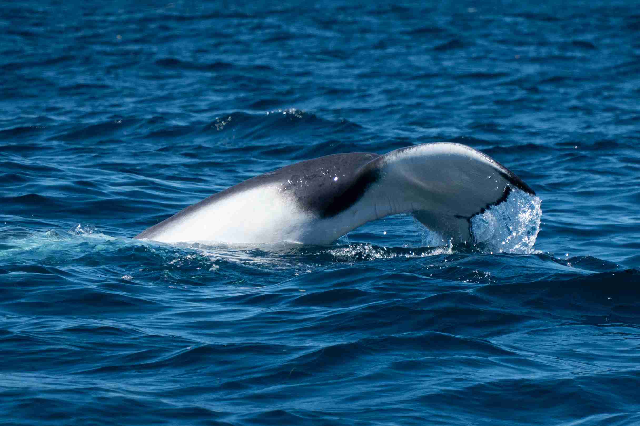 Gold Coast Whale Watch - 03 - Small Boat Whale Watching Tour